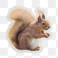 PNG squirrel sticker with white border, transparent background