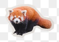 PNG red panda sticker with white border, transparent background