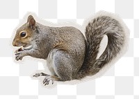 PNG squirrel sticker with white border, transparent background