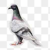 PNG pigeon bird sticker with white border, transparent background