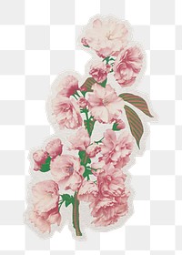 PNG Cherry blossom sticker with white border, transparent background 