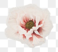 PNG Cherry blossom sticker with white border, transparent background