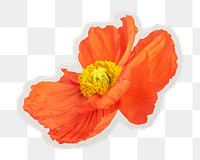 PNG red poppy flower sticker with white border,  transparent background