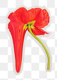 PNG poppy flower sticker with white border, transparent background