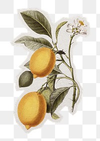 PNG vintage lemon sticker with white border, transparent background