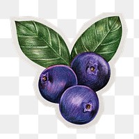 PNG blueberry fruit sticker with white border, transparent background