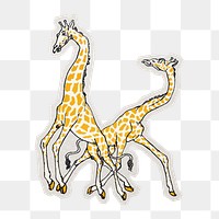 PNG giraffes sticker with white border, transparent background 