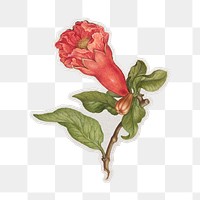 PNG vintage pomegranate flower sticker with white border,  transparent background 