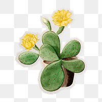 PNG Eastern Prickly Pear cactus sticker with white border, transparent background 