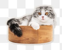 PNG  Scottish fold kitten sticker with white border, transparent background