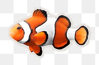 PNG Anemone fish  sticker with white border, transparent background