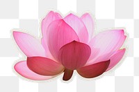 PNG  pink lotus, flower  transparent background
