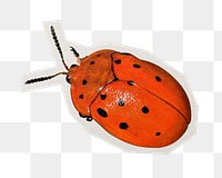 PNG red ladybug sticker with white border, transparent background