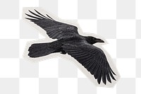 PNG  flying Raven bird sticker with white border, transparent background