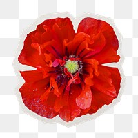 PNG red poppy sticker with white border, transparent background