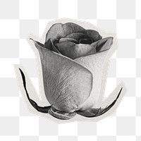 PNG greyscale rose sticker with white border, transparent background