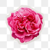 PNG pink cabbage rose sticker with white border, transparent background