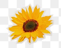 PNG sunflower sticker with white border, transparent background