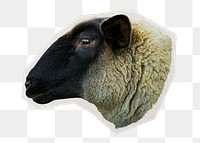 PNG Sheep farm animal  sticker with white border, transparent background
