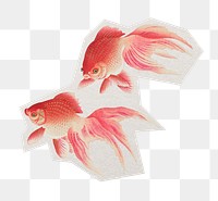 PNG goldfish sticker with white border, transparent background 