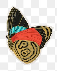 PNG colorful exotic butterfly vintage insect sticker with white border, transparent background