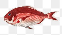 PNG Sea bream fish sticker with white border, transparent background 