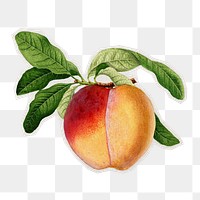 PNG Vintage peach sticker with white border,  transparent background 