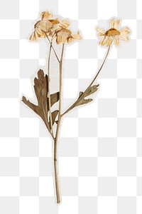 PNG dried daisy flower sticker with white border, transparent background