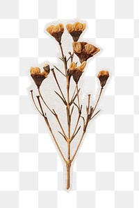 PNG dried wax flower sticker with white border, transparent background