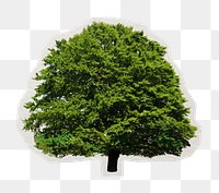 PNG lush tree sticker with white border, transparent background