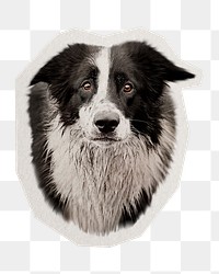 PNG Collie dog   sticker with white border, transparent background