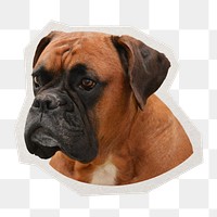 PNG Boxer dog  sticker with white border, transparent background