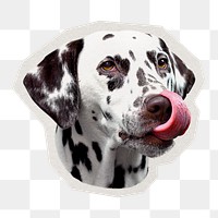 PNG Dalmatian tongue out pet sticker with white border, transparent background