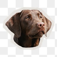 PNG Labrador Retriever dog sticker with white border, transparent background