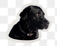 PNG Labrador retriever dog  sticker with white border, transparent background