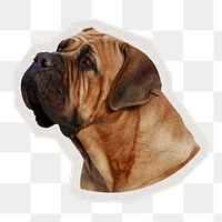 PNG brown bulldog sticker with white border, transparent background