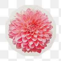 PNG pink dahlia flower sticker with white border, transparent background