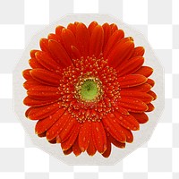 PNG red Gerbera flower sticker with white border, transparent background