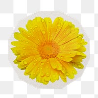 PNG yellow daisy sticker with white border, transparent background