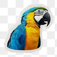 PNG Macaw parrot  sticker with white border, transparent background