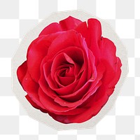 PNG red rose sticker with white border, transparent background