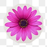 PNG Cape Marguerite flower sticker with white border, transparent background