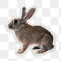 PNG rabbit sticker with white border, transparent background