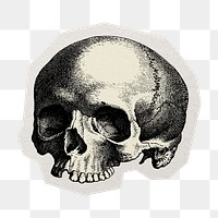 PNG human skull vintage sticker with white border,  transparent background