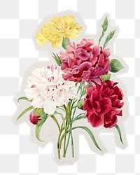 PNG Carnation flower botanical sticker with white border, transparent background 