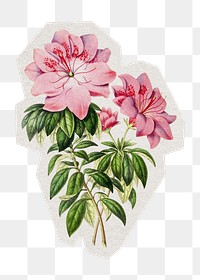 PNG hand drawn pink Azalea flower sticker with white border, transparent background 