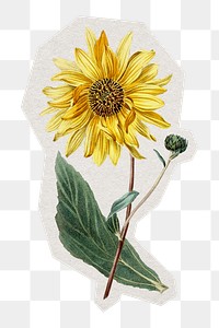 PNG hand drawn sunflower sticker with white border, transparent background