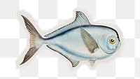 PNG ocean life brama fish vintage sticker with white border, transparent background 