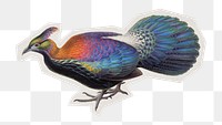 PNG Monal bird sticker with white border, transparent background 