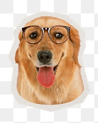 PNG golden retriever dog sticker with white border, transparent background